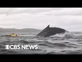 Kayaker discusses moment he was briefly swallowed by whale: "I thought I had died"