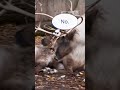 A Snowy Day At The Zoo