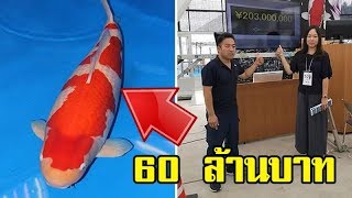 S Legend "ปลาที่มีมูลค่าสูงที่สุดในโลก" ความยาว 101 เซนติเมตร ราคาสูงเกือบ 60 ล้านบาท!!