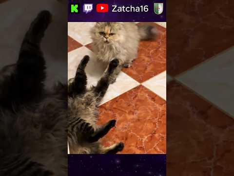 WOMEN ☕☕TIKTOK : zatcha16TWITCH : zatcha16DISCORD : zatcha16KICK : zatcha16