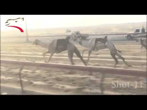 سبق شديد والركض فيه شده أذخرها يابن فلاج ولا تقولها شي