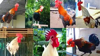 Macam Macam Suara Berkokok Ayam Ketawa