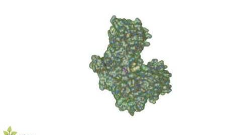 Enzyme Substrate Complex