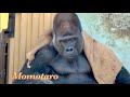 ゴリラ界のファッションリーダー‼︎⭐️Gorilla【京都市動物園】A man who wears hemp bags and blankets coolly.