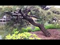 SARRO: Japanese Garden at Brooklyn Botanic Garden - Serenity of a Healthy Walk - Mary Jo Sarro .com