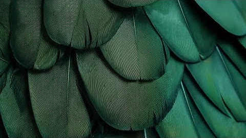 Meyn Corporate video