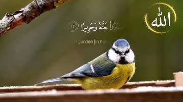 وَجَزَاهُمْ بِمَا صَبَرُوا جَنَّةً وَحَرِيرًا من سورة الإنسان- آية (12)القارئ:#محمد_هشام Full-HD