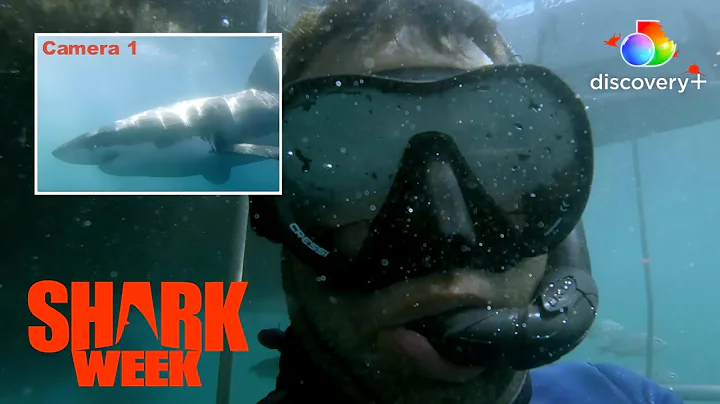 Cage Dive with Great White Sharks! | Great White B...