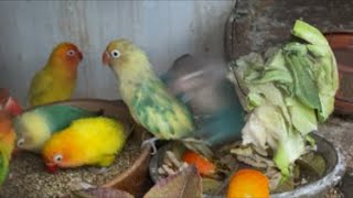 Welcome to our peaceful live bird and poultry stream! Little Things for Joey is live #birds screenshot 1
