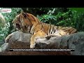 India Alliance's Science Stories Episode 5 - Dr Uma Ramakrishnan- The Impact of Inbreeding in Tigers