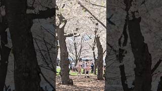 Cherry Blossoms 🌸 Festival, Washington DC #travel #shorts