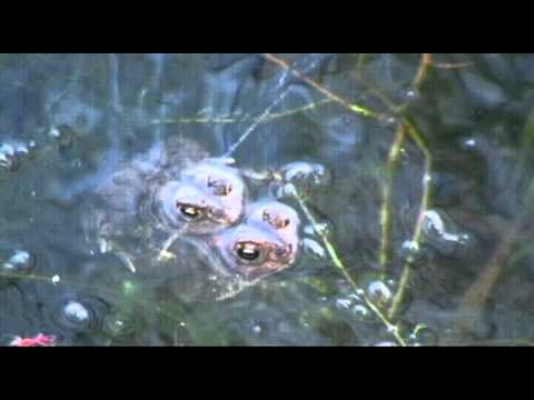 Video: Kev Pham Hauv Amphibians