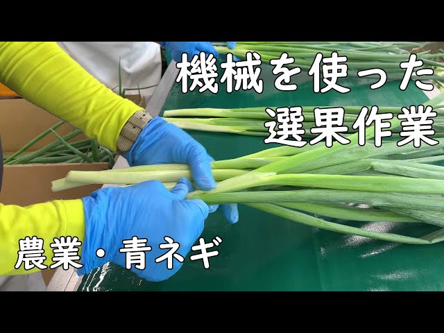 農業 青ネギ 栽培 農業機械 出荷出荷 加工用 選果作業 - YouTube