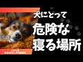 犬にとって危険な寝る場所