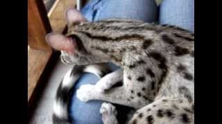 Exotic Animals as Pets - The Spotted Genet
