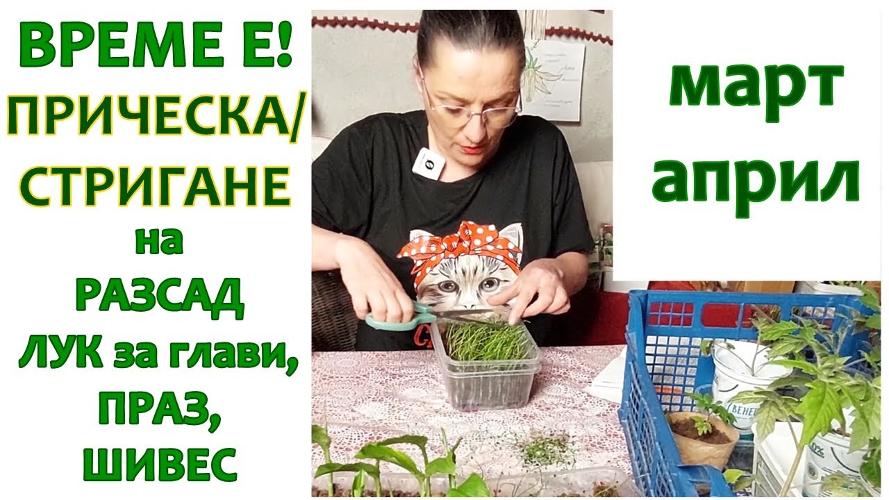 Подстригване на лук за разсад - за глави, праз лук, шивес, зелени лукове.