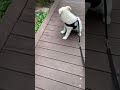 산책 안갈래 아기 진돗개 ㅣKorean Jindo dog の動画、YouTube動画。