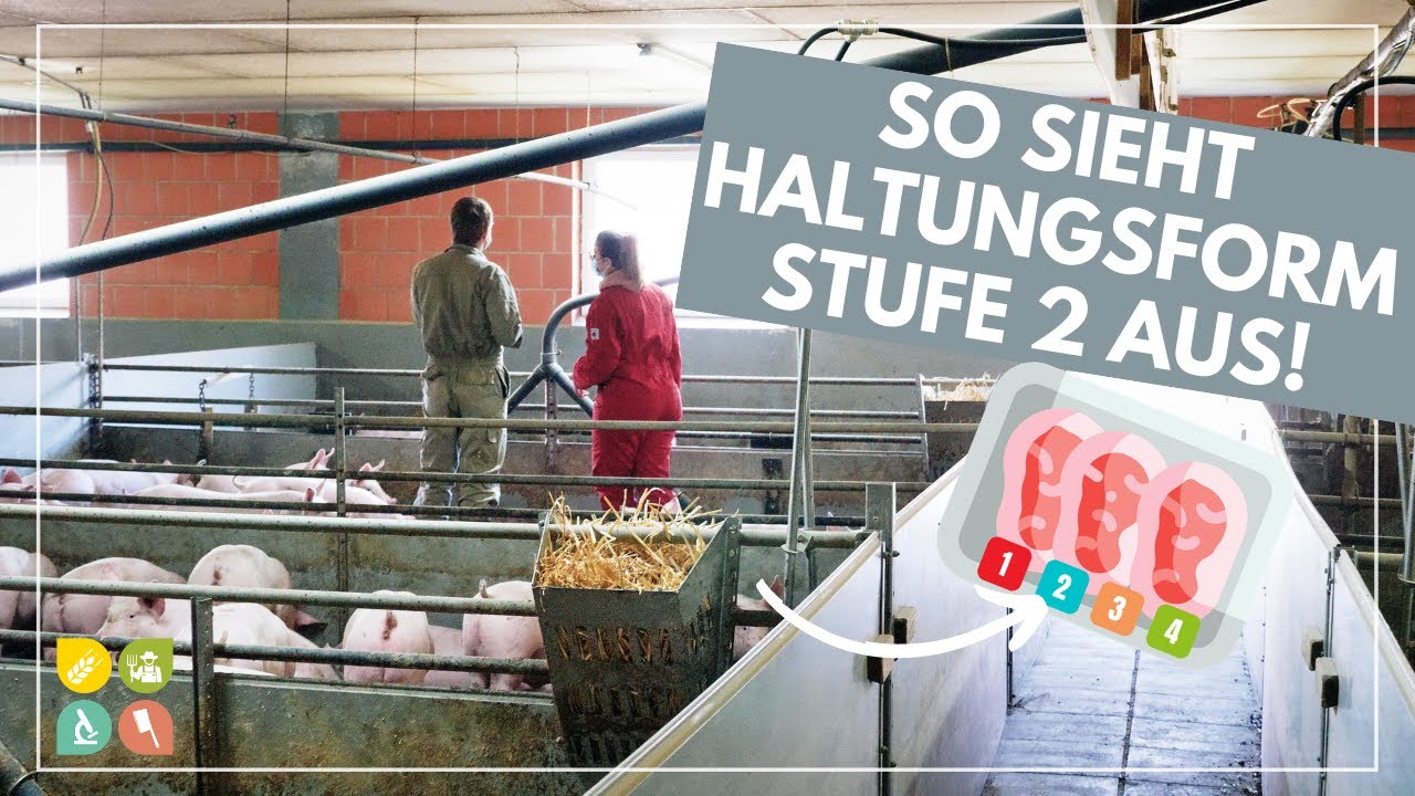 Glori goes Tierwohl | Die Haltungsform hinter dem Fleischlabel | Stufe 2  - Stallhaltung Plus