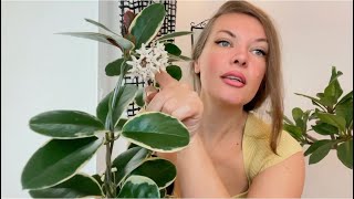 видео: Купила новую Хойю Аustralis Blondie🌿#hoyaplant #hoyaaustralisblondie#hoya  картинка: Купила новую Хойю Аustralis Blondie🌿#hoyaplant #hoyaaustralisblondie#hoya