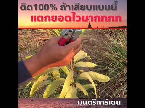 ติด100% ถ้าเสียบแบบนี้ แตกยอดไวมาก