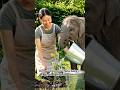 Homework mein chuta baby elephant ki majedar event #animallove #dance