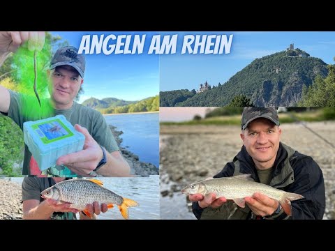 Angeln am Rhein - gegenüber vom Drachenfels (Siebengebirge). Leuchtender Tauwurm?!