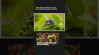 What is a carnivorous plant?