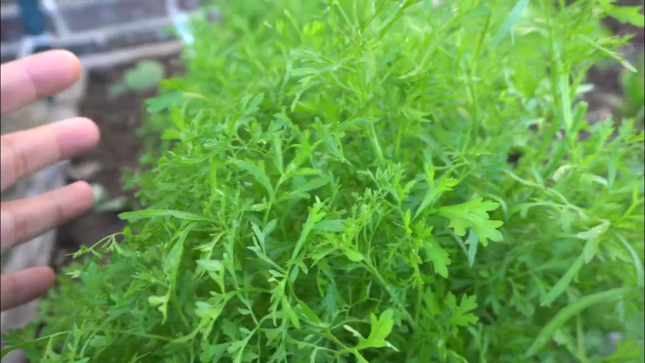 Curled Cress Sprouting Seeds