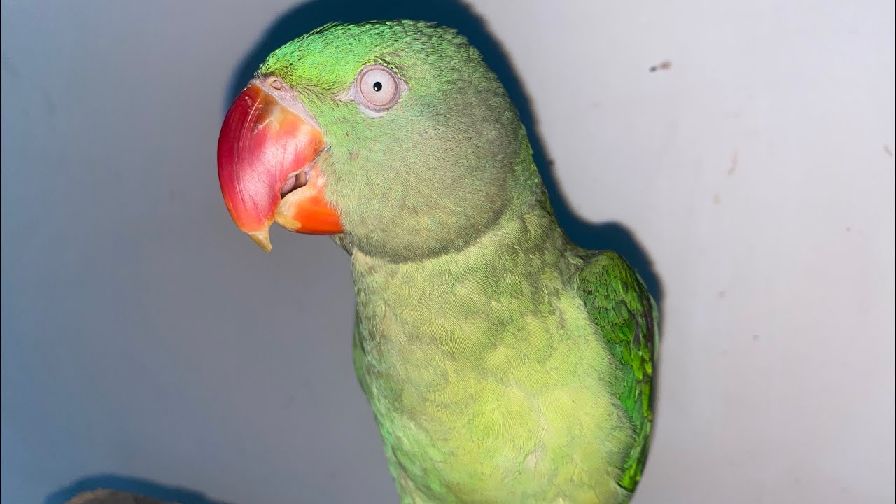 Pahari parrot my home love Jai Shree ram 🚩 YouTube