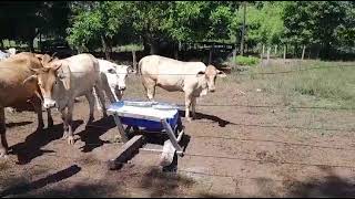 Novilhas mestiças caracu da Fazenda Bacuri