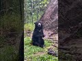 Eating in the rain? No problem for Nano! Every meal is a celebration!  #wildlife #borneansunbear