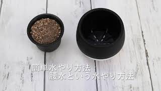 かわいい多肉植物の栽培セット。腰水の方法など 【ブルーミングスケープ】