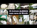 30 Animais Brancos ALBINOS mais raros do Mundo