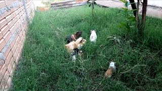 #filhotes de porquinhos da Índia  #soltos na #grama pela primeira vez  (#Lazer )