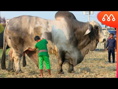 10 BIGGEST BULLS IN THE WORLD