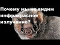 Почему мы не видим инфракрасное излучение?