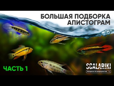 Апистограммы Самые красивые аквариумные рыбки. Содержание. Виды. Биотопы