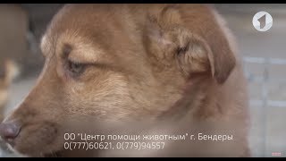 Собаки нуждаются в доме! / Доброе утро, Приднестровье! Собаки нуждаются в доме! / Доброе утро, Приднестровье!