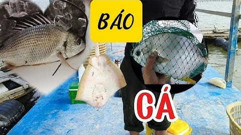 CÂU CÁ TUẦN CHÂU P4_ CHUYẾN CÂU CÁ ĐƯỢC NHIỀU LOẠI CÁ QUÁ|| đi câu cá kể 