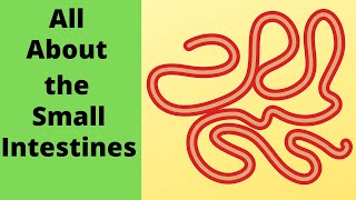 All about the small intestine