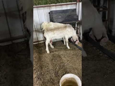 حلال المعجل لم اللم