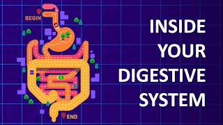 How Your Body Breaks Down Food