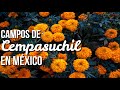 Los más bonitos campos de Cempasuchil en México