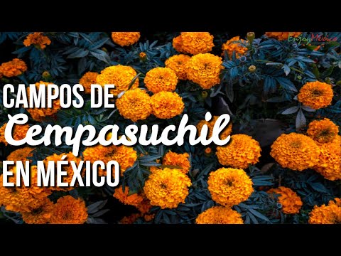 Los Más Bonitos Campos De Cempasuchil En México