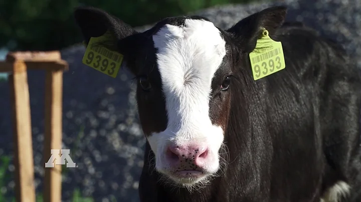 AGREETT Spotlight: Tackling dairy farm profitability