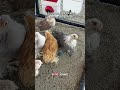 How to SAFELY integrate chicks into an existing flock! 🐥✨ #chickens