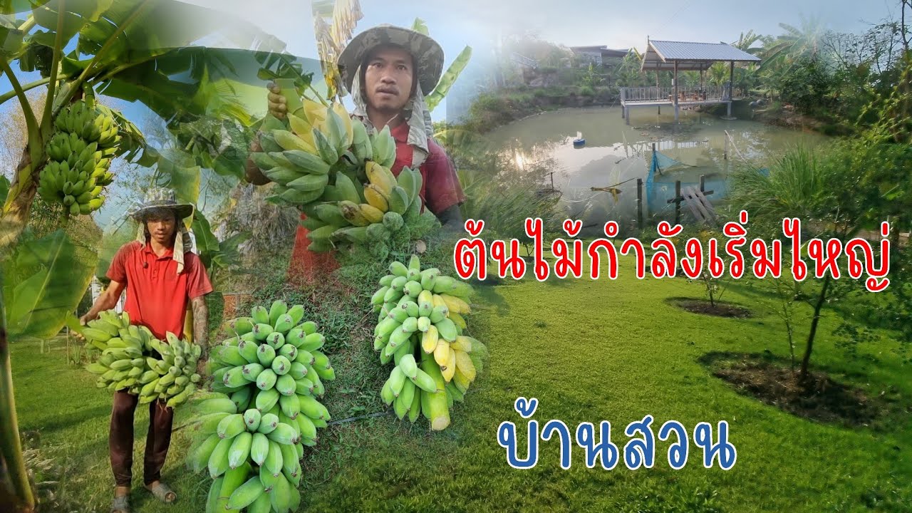 อัปเดตบ้านสวน หลังจากปลูกต้นไม้ได้ปีกว่าๆแล้ว