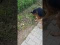 kya apka dog bhi ghas khata h😱#garmanshepherd #short