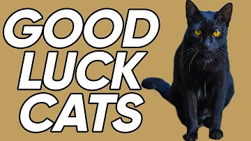Are black cats bad luck in Japan?