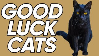 The Places Around the World Where Black Cats Are Actually GOOD Luck!